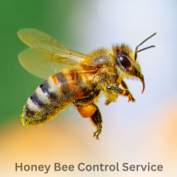 Honey Bee Control